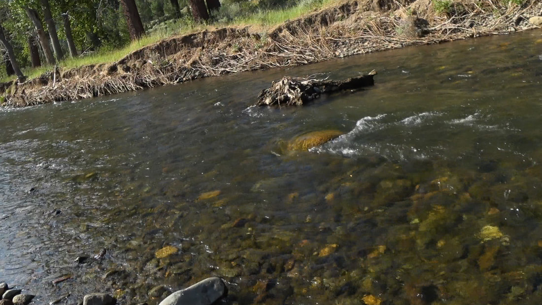 East Carson River (CA) Fish Report - Markleeville, CA (Alpine County)